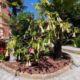 ...piante mediterranee, una datura...